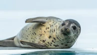 ｢老衰｣ではなかった？　丸くてぬるぬる…水族館の人気者28歳のアザラシを解剖して初めてわかった"本当の死因" | ライフ | 東洋経済オンライン
