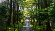 観光客が知らない｢京都がもっとも美しい｣初夏､京都人が｢今月中に食べな､あかんで｣と急かす和菓子の正体 | ライフ | 東洋経済オンライン
