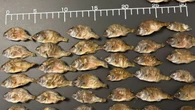 日本から魚が消えていくのは当然だった…｢外国のせい｣でも｢漁業者のせい｣でもない"本当の理由" | ライフ | 東洋経済オンライン