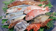 寿司ネタの危機｢天然魚の漁獲量減少｣を救う秘策――進む"未利用魚･低利用魚の活用"や"代替魚肉･培養魚肉"の現状 | ライフ | 東洋経済オンライン