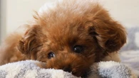 ｢歯石除去中に急死｣なぜ愛犬は死んだのか？　飼い主が執念の"弁護士なし"の本人訴訟で突き止めた《信じられない真実》 | ライフ | 東洋経済オンライン