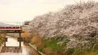 ｢この先の桜がきれいなんですよ｣　501キロ･286駅･日本最大私鉄｢近鉄｣の社員が口にする言葉に見る"人間味と強さ" | ライフ | 東洋経済オンライン