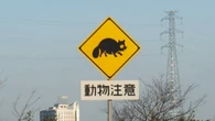 クルマと動物の衝突｢ロードキル｣で考える人間と野生動物が共生する｢高速道路｣の対応策 | ライフ | 東洋経済オンライン
