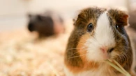 ｢単なるけがと思っていた｣モルモットの死　｢本当の死因を知りたい｣と願った飼い主に告げられた"意外な真実" | ライフ | 東洋経済オンライン