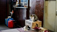 ｢ゴミ屋敷で猫と暮らす｣吉本ばなな氏の家族の姿に､かつて｢動物がすべて｣だった虐待サバイバーの私が"共感した"ワケ | ライフ | 東洋経済オンライン