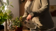 Los trucos que debes seguir para regar tus plantas durante las vacaciones: evita que se sequen mientras no estás presente