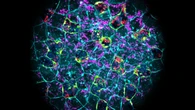 Descubren que los embriones pueden eliminar infecciones bacterianas antes de formar su sistema inmune y abren la puerta a evitar malformaciones