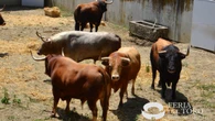 Álvaro Núñez, estos son los toros que corren hoy en San Fermín: así es la ganadería