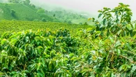Cómo se llama la planta del café y de qué color es su fruto: muy pocos lo conocen