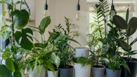 Todo el mundo lo tira por el fregadero: pero es oro para las plantas de interior