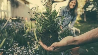 El truco que usan los jardineros expertos y que probablemente estás tirando a la basura cada mañana
