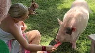 Eugenia Martínez de Irujo se come un helado a medias con su cerdo y el vídeo se hace viral