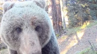 Así es el vídeo de la fauna autóctona del valle de Arán que está dejando sin palabras a TikTok