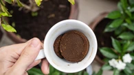Las cinco plantas que no toleran los posos de café como fertilizante