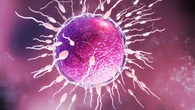 Un milagro hecho en España: científicos logran regenerar el útero de mujeres con infertilidad usando plasma de cordón umbilical