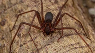 ¿Cómo es la telaraña de la araña violinista? La clave para identificarla y eliminarla al momento