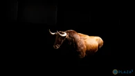 Estos son los imponentes toros de Juan Pedro Domecq para la corrida más importante del año