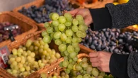 Consejo de un frutero: "No compres uvas en el supermercado si se ven así y aquí está el porqué"