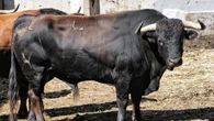 Estos son los toros para el esperado mano a mano del arte en Santander