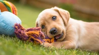 Cómo saber si nuestro perro es feliz