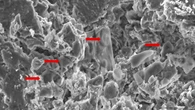 Descubren un dinosaurio con cáncer. Y podría ser una clave para la cura de esta enfermedad