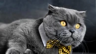 Veterinarios desmienten que el pelo del gato sea la causa de las alergias a este animal
