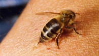 Un estudio demuestra cómo el veneno de abeja altera el sistema vascular del cuerpo
