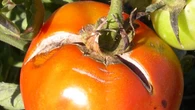 Evita que los tomates se agrieten y se partan con un simple consejo de riego