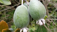 La planta con frutos que tienen sabor a piña y fresa: cuál es y cómo cultivarla
