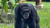 El chimpancé Yoko inicia una nueva vida en libertad gracias a una operación internacional histórica