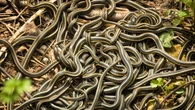 Ofrecen hasta 9.000 euros a quien capture serpientes gigantes que amenazan la fauna local
