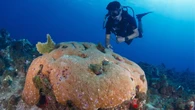 El calor amenaza ya la supervivencia de los corales más resistentes del Caribe