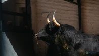 Las Ventas, donde aún se mide todo por el toro
