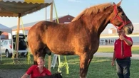 "Big Jake", así era el caballo más alto de la historia con sus 2,10