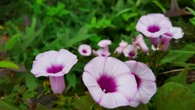 Esta planta trepadora llenará tu jardín de flores en pocas semanas