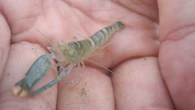Este es el animal más ruidoso del planeta