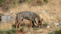 El Constitucional admite a trámite el recurso del Defensor del Pueblo contra la caza del lobo