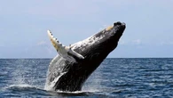 Una ballena muere tras chocar con un barco y lanzar a un hombre al agua