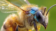 Crean un microchip en miniatura para controlar abejas a distancia