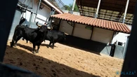 Estos son los serios toros de El Capea para la reaparición de Diego Ventura en Madrid