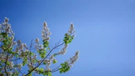 Este árbol crece a toda velocidad y transforma tu jardín en un oasis (incluso a 40°C)