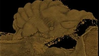 Así eran los zombies hace 100 millones de años