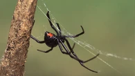 Las plantas de interior que debes poner en tus ventanas para ahuyentar a la letal araña violista