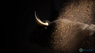 Estos son los ofensivos toros de Victoriano del Río para esta tarde en Las Ventas
