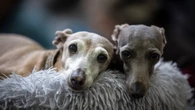 El 52% de perros y gatos sufrió problemas de salud en 2024