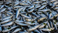 El país donde la lluvia de peces ya es habitual: el enigmático fenómeno sucede una vez al año