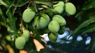 ¿Cómo se llama el árbol del mango? Este es su nombre que muy pocos conocen