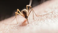 China revive el "modelo COVID" contra el chikunguya: cuarentenas y drones para frenar el brote de 7.000 infecciones