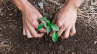 La planta que debes plantar en verano: perfuma toda la casa y ahuyenta a los mosquitos