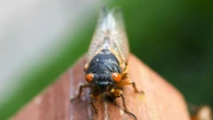 Millones de insectos emergen tras 17 años bajo tierra: la inminente invasión que afectará a EE UU